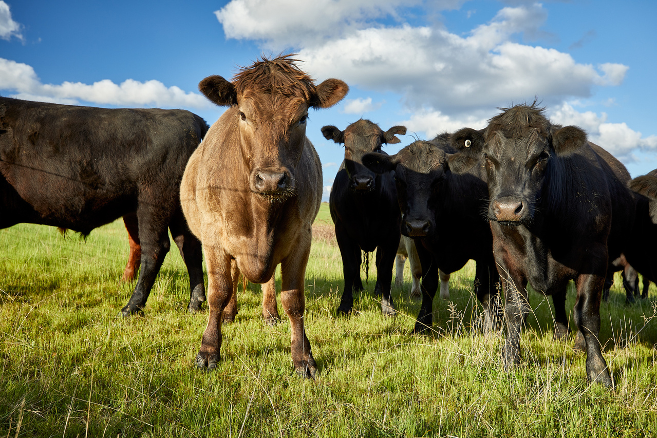 Our Future In Livestock - 16 May 2025